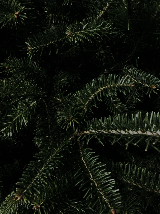 pine needles are displayed in the dark light