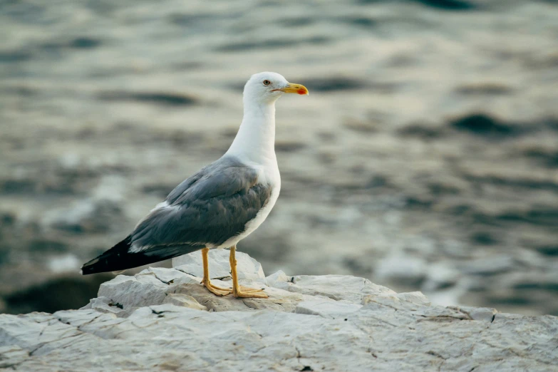 the seagull is standing on a rock outcropping near the water