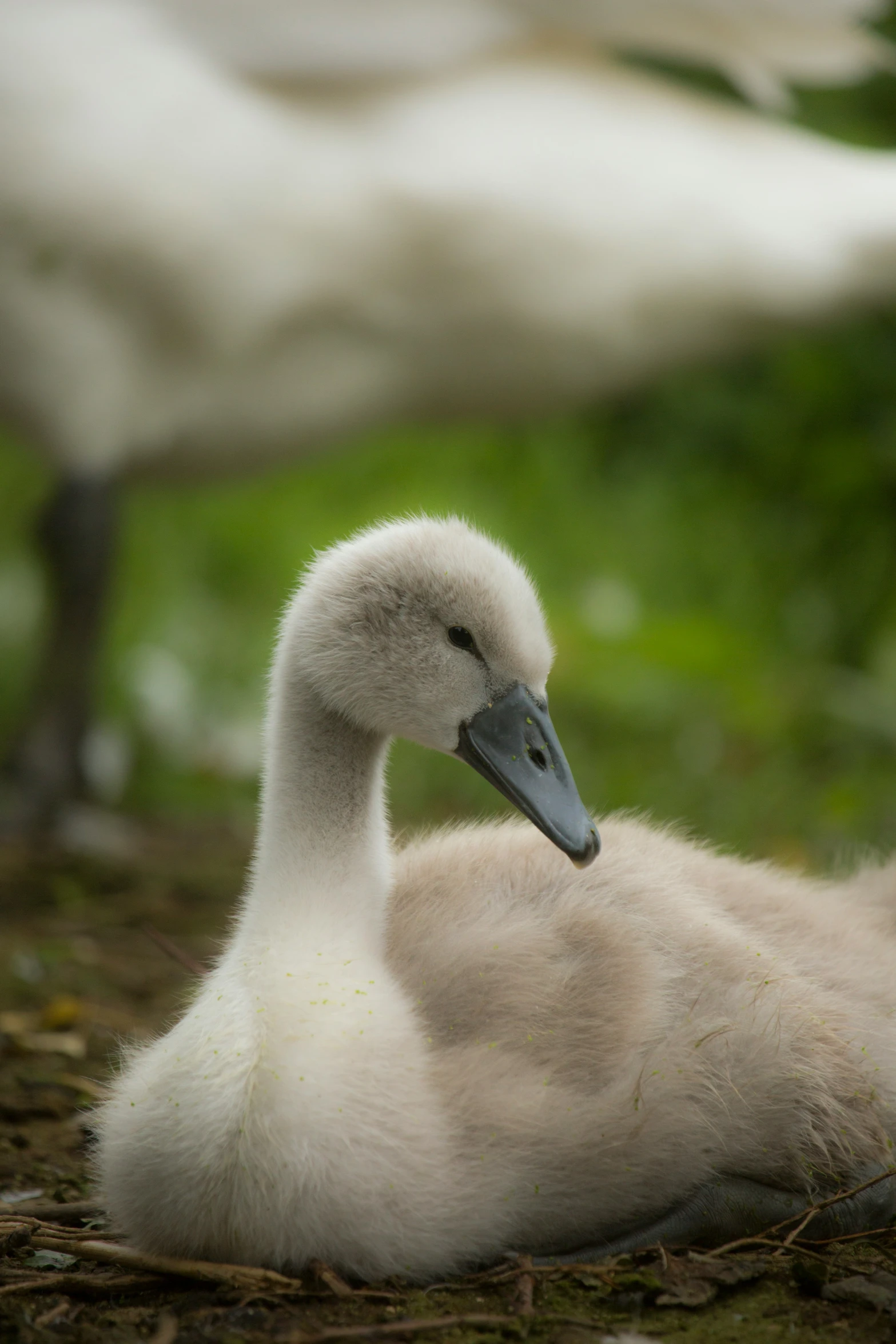 a mother swan with her babies in the grass