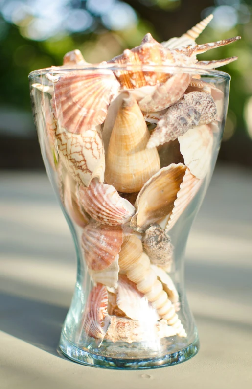 glass vase with shells inside of it on top of a table