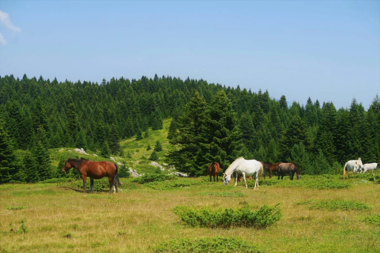 a group of horses in a grassy field