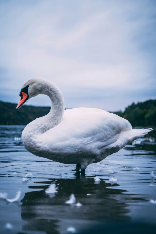 a duck is standing in the water on a cloudy day