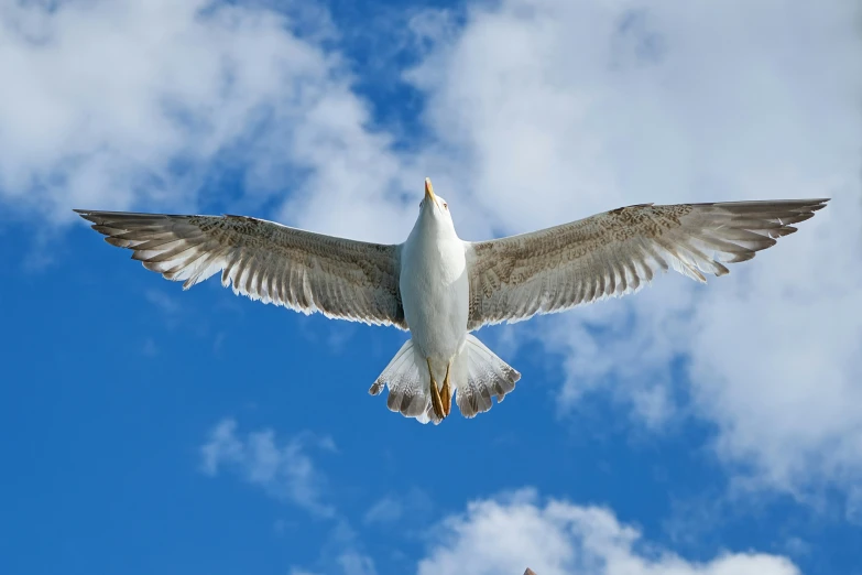 a white bird flying high up into the sky