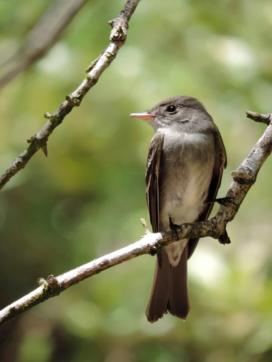 a little bird perched on the nch of a tree