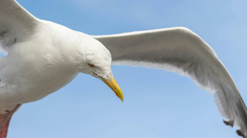 a bird in mid - flight with a beak extended