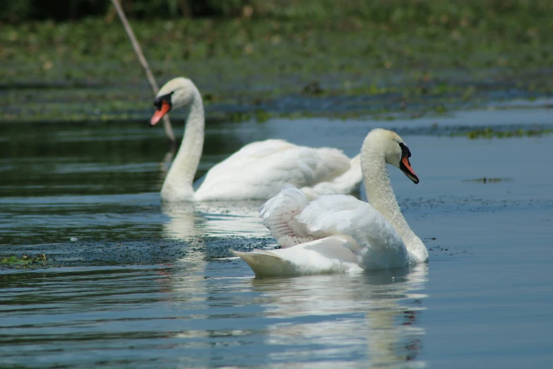 three white swans swimming next to each other