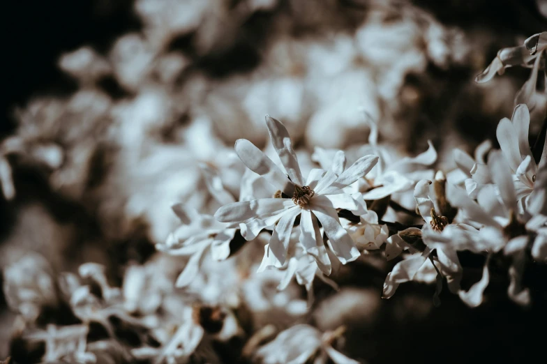 small white flowers with leaves in a large pot