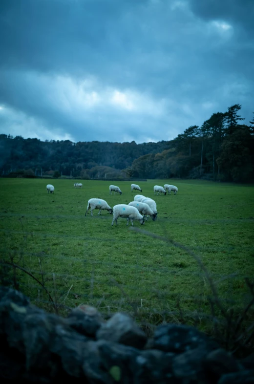 the sheep are grazing in the field together