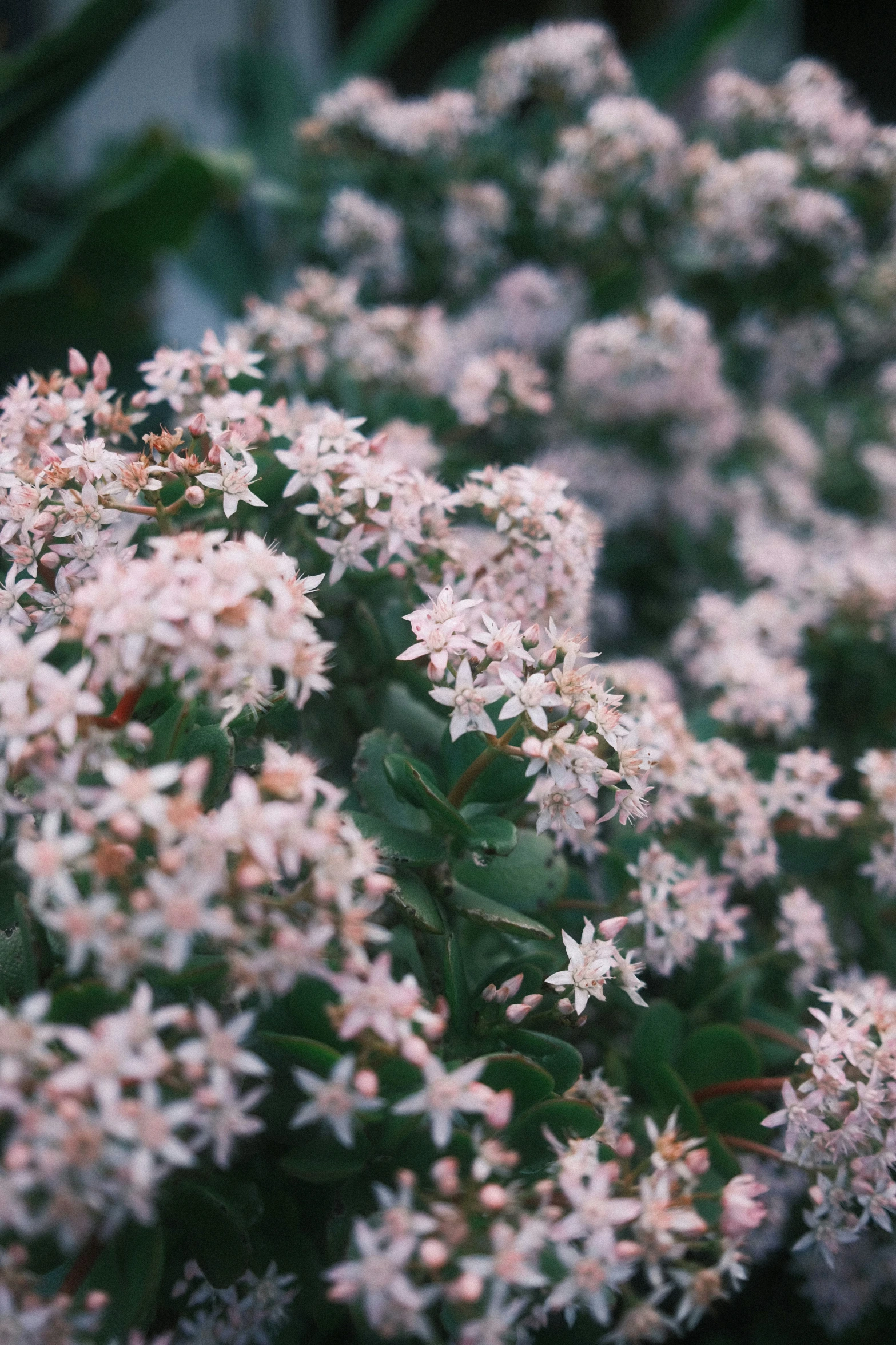 white flowers bloom in a garden with trees in the background