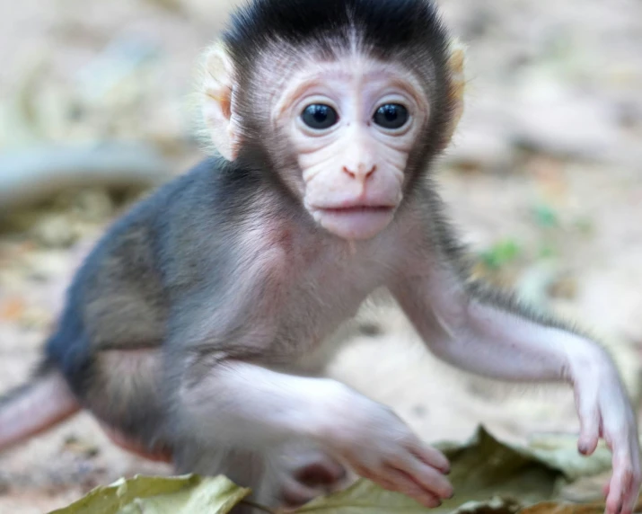 a small brown and white monkey is holding onto leaves