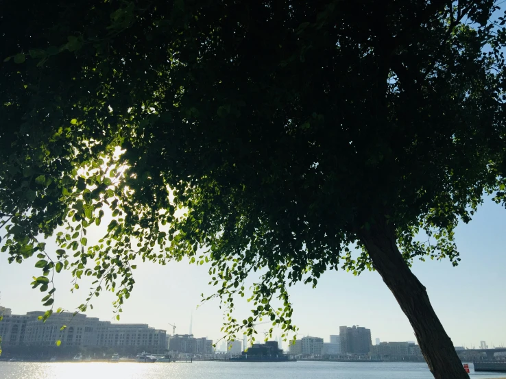 a big tree that is next to some water