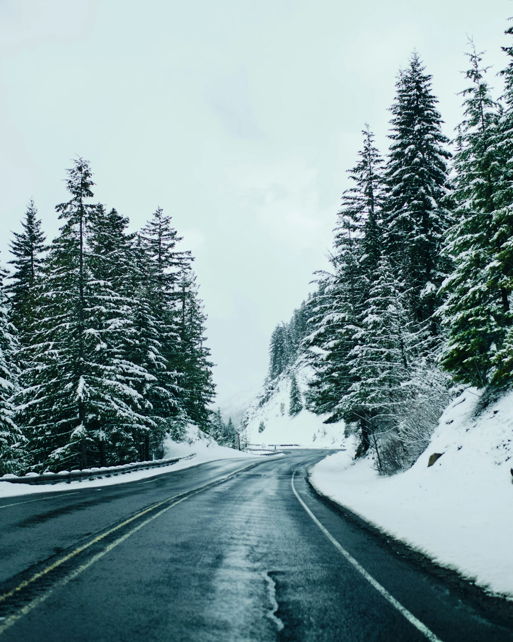 the trees are very big and they are not yet full of snow