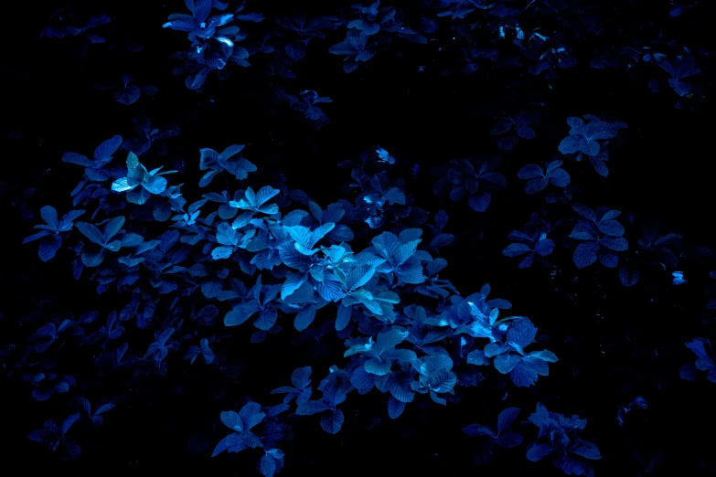 a tree with blue leaves on a black background