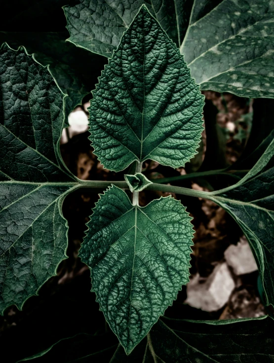 closeup of green leaves in the woods