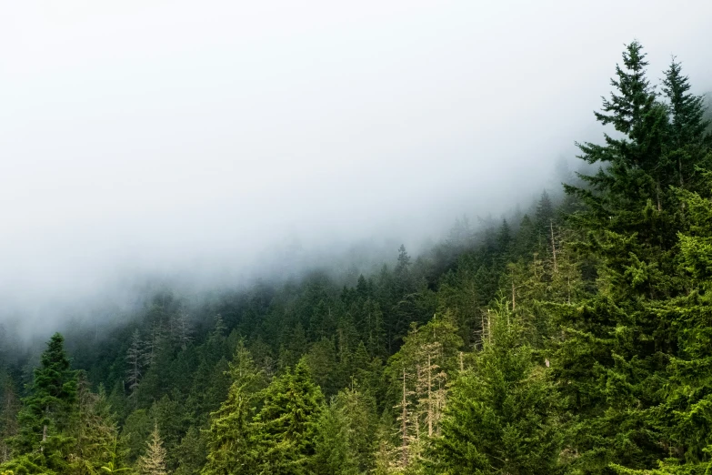 green trees with low hanging fog in a pine forest
