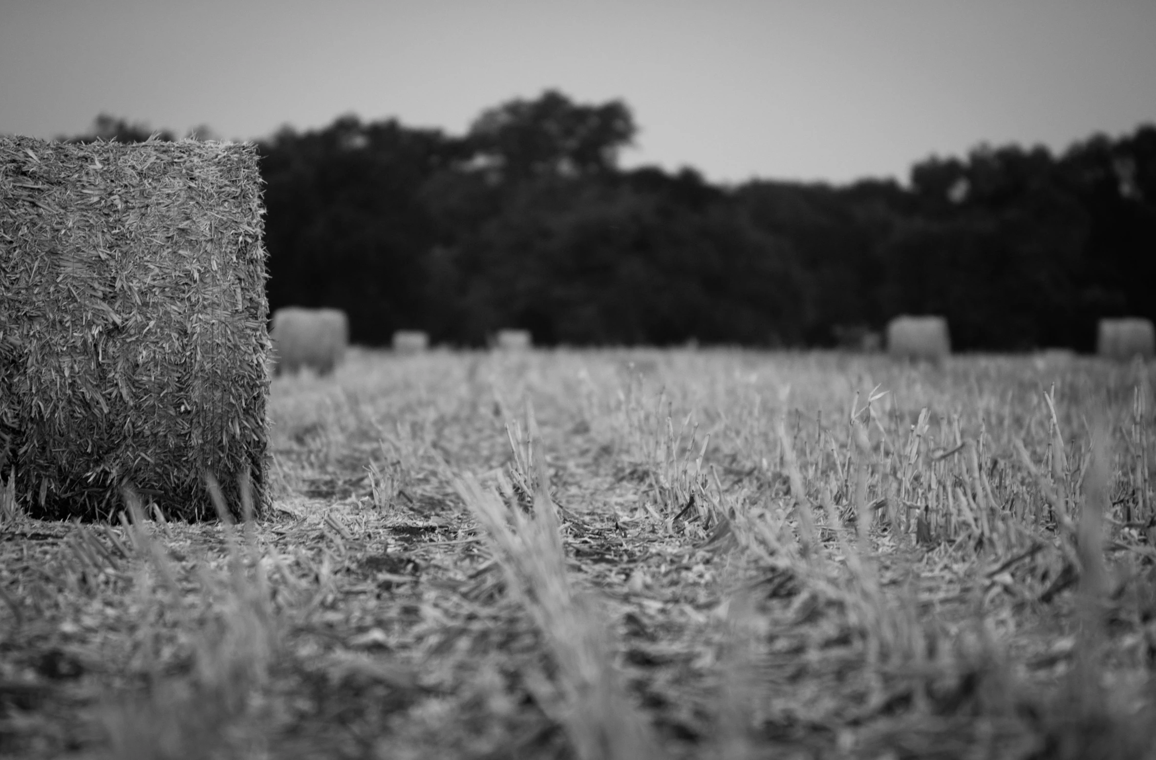 some grass and hay in a field with trees