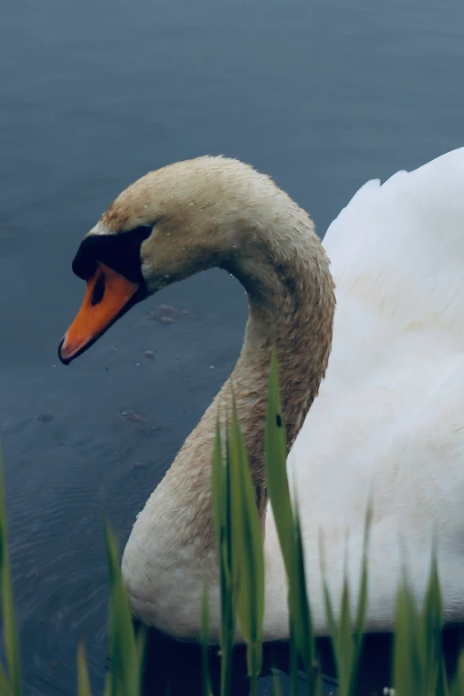 a white goose floating on top of water