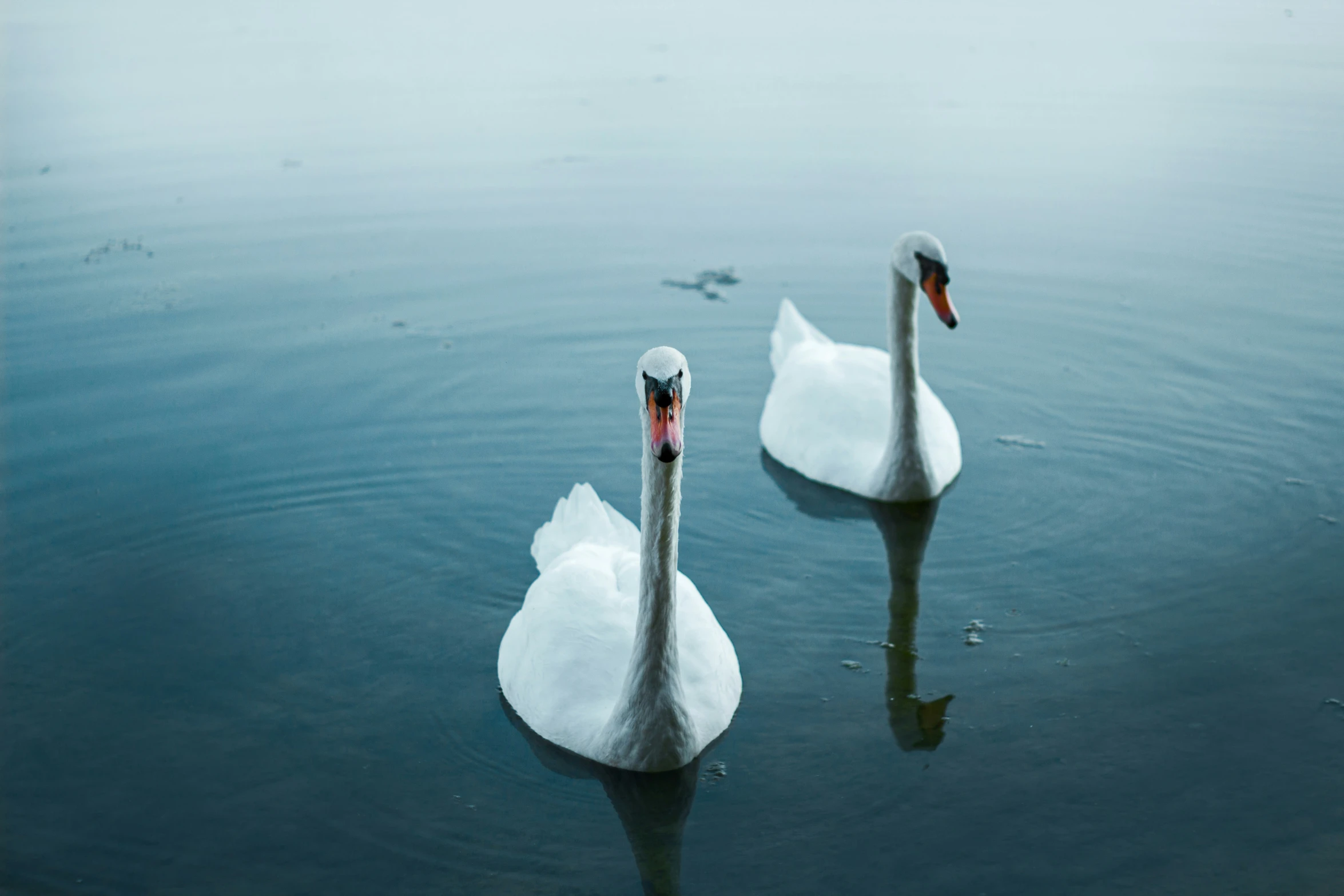 two swans swimming in a large body of water