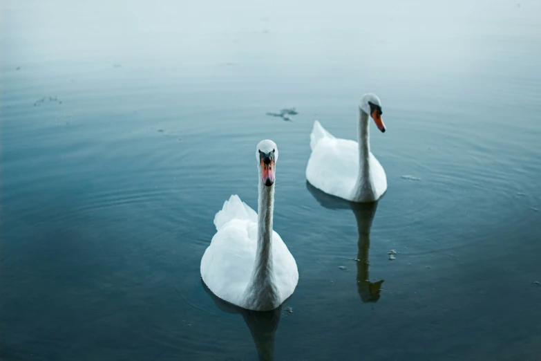 two swans swimming in a large body of water