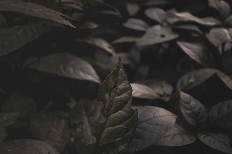 a leafy plant in an outdoor area