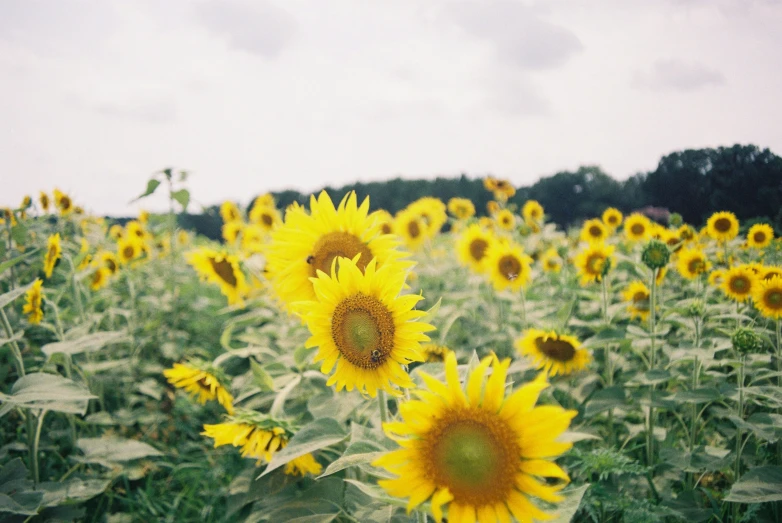 a large sunflower field full of tall, blooming sunflowers