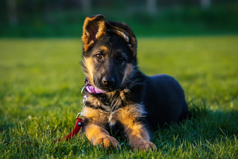 a cute little dog laying down in the grass