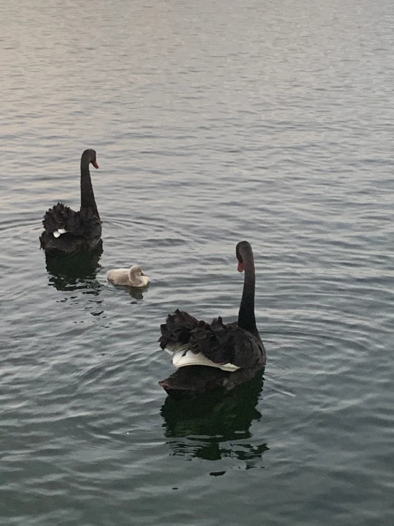 some black swans swimming in the water