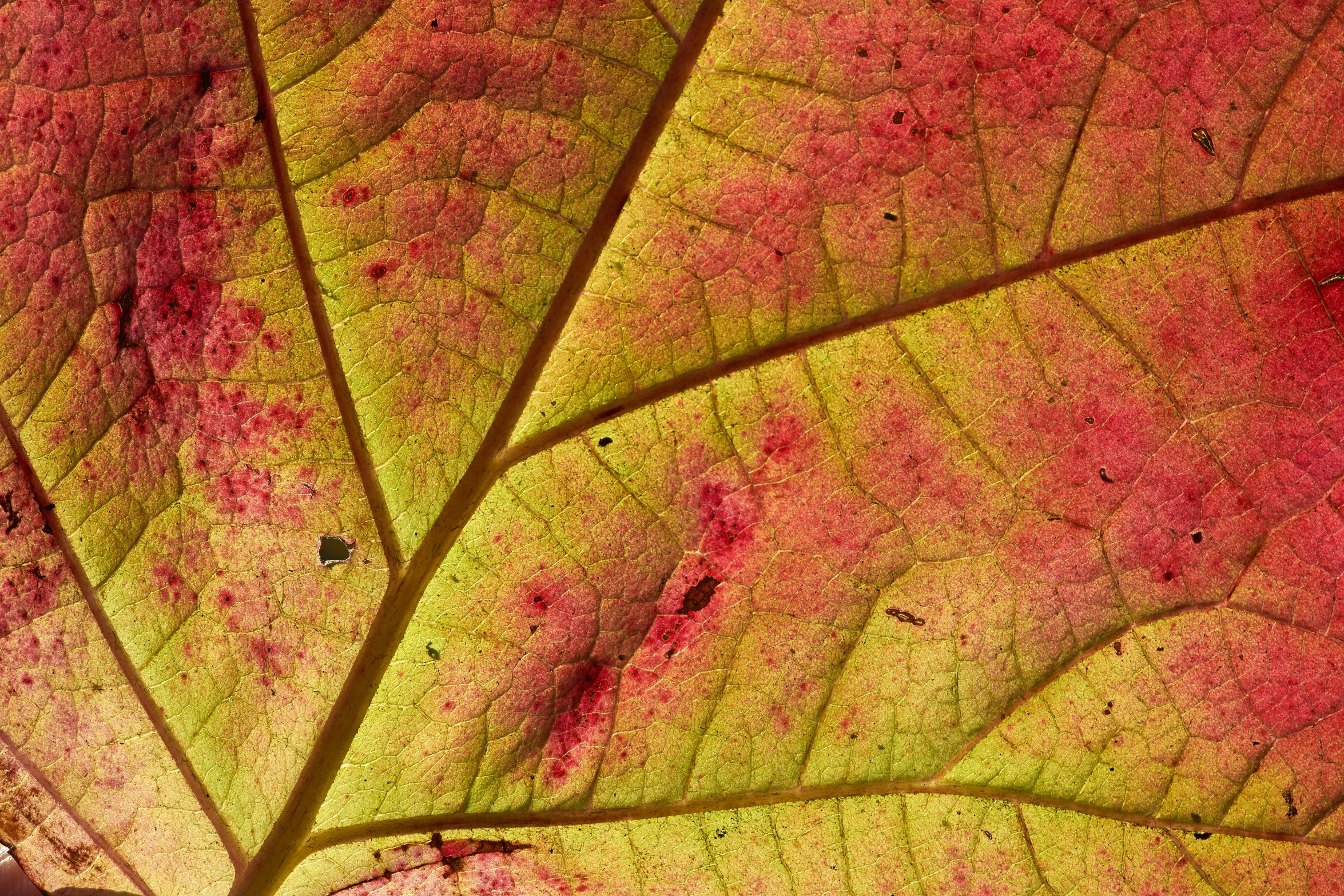 this is the underside of a bright colored leaf