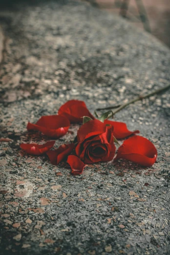 a dried rose on the concrete outside