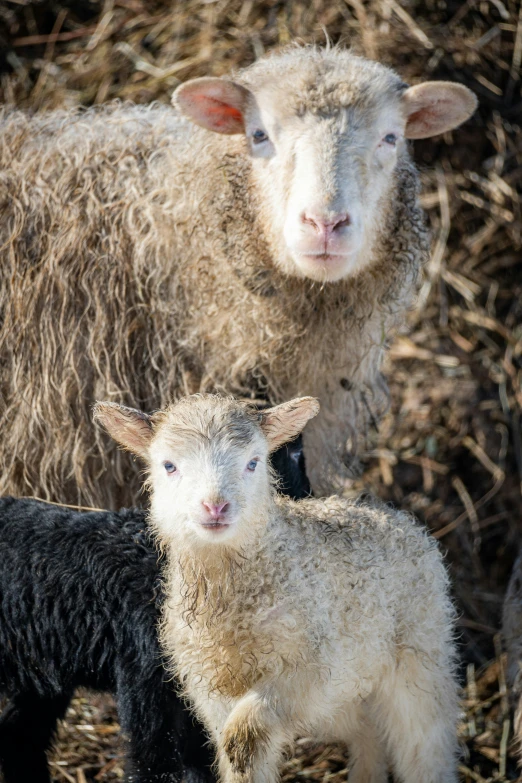 two sheep standing next to each other with straw in the background