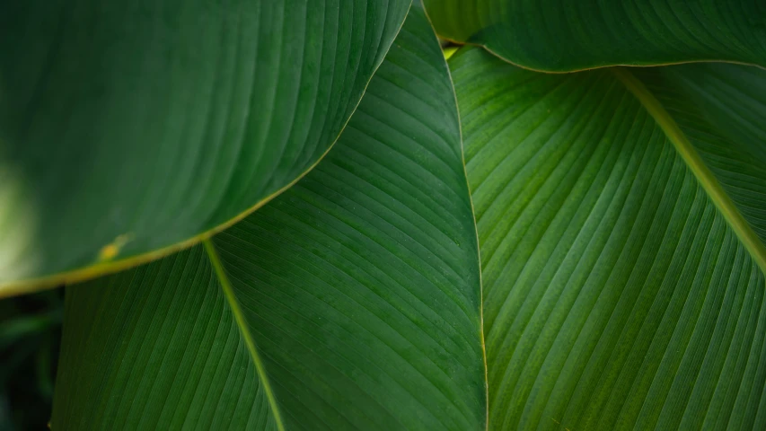 the back side of a large green leaf