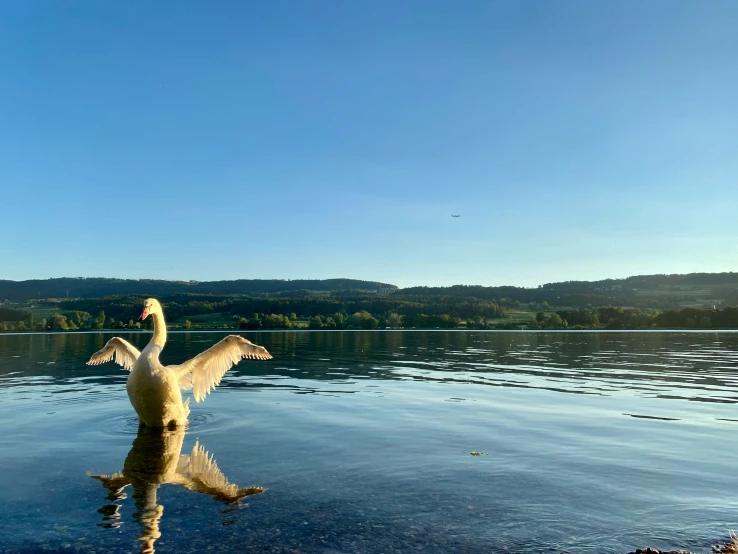 a bird flaps his wings and stretches it's legs over a lake