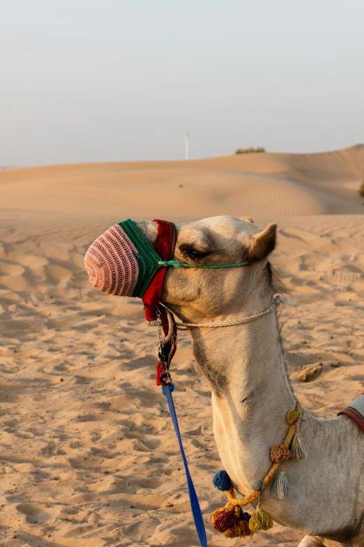 a camel rests on the sand in the desert