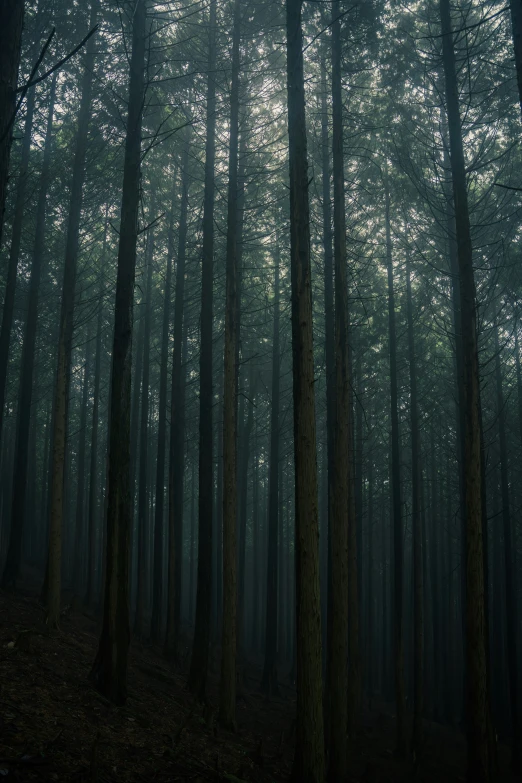 some trees in the middle of a forest