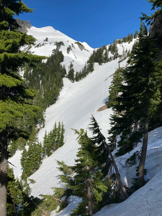 a view of a tree covered mountain in the woods