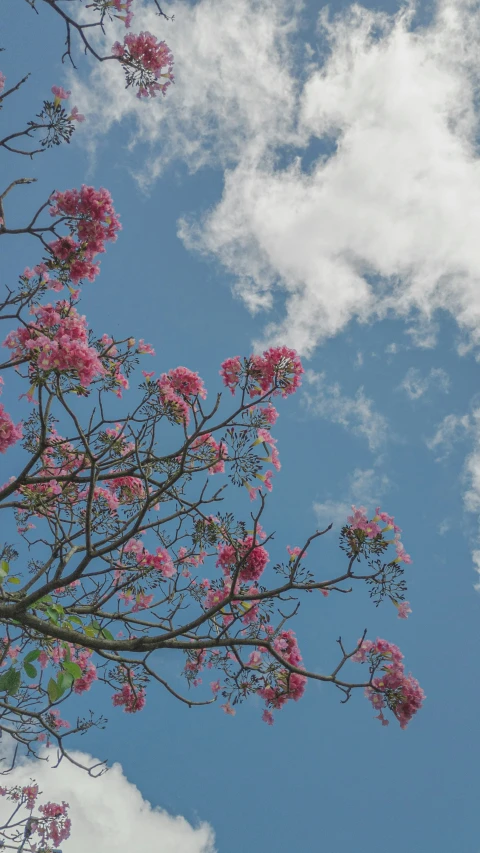 there is pink flowers blooming on a tree