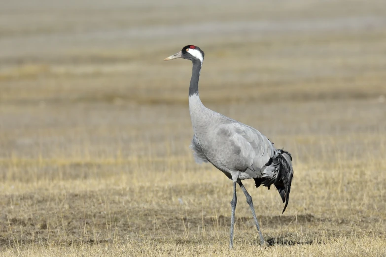 a large bird with a long neck in a field