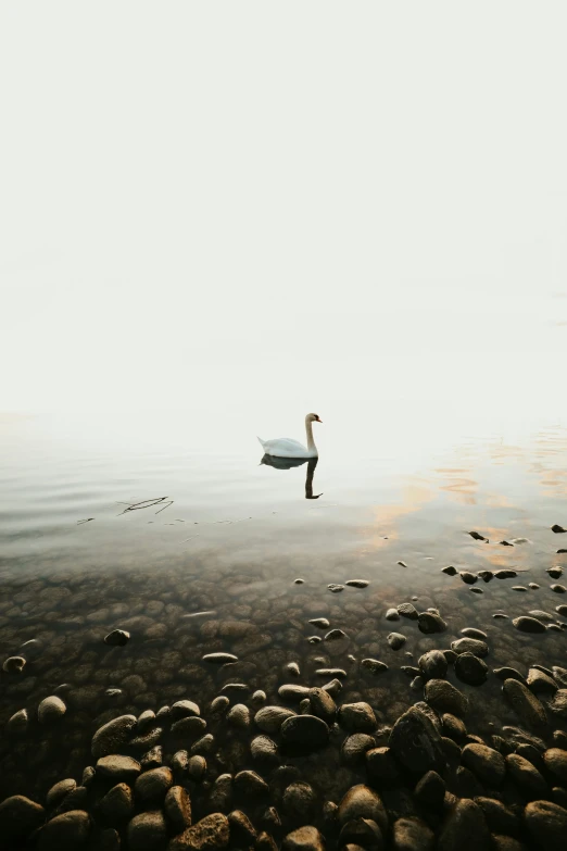 a swan swimming on top of a body of water