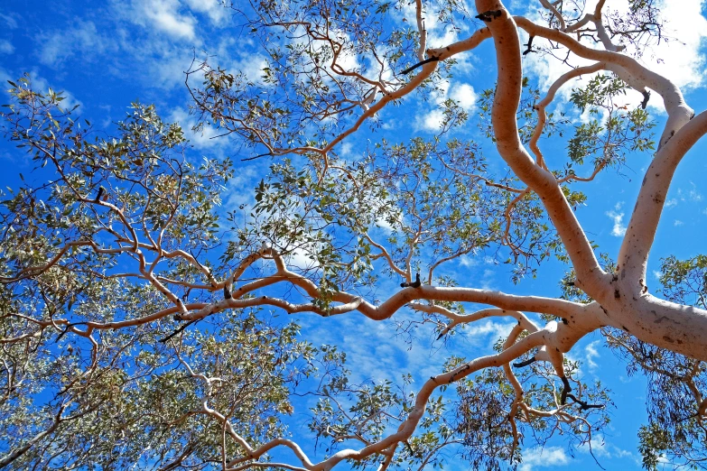 a tree with a bird on it against a blue sky