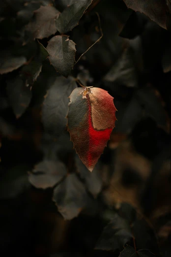 a red leaf that has been cut into two pieces, and is hanging from the tree