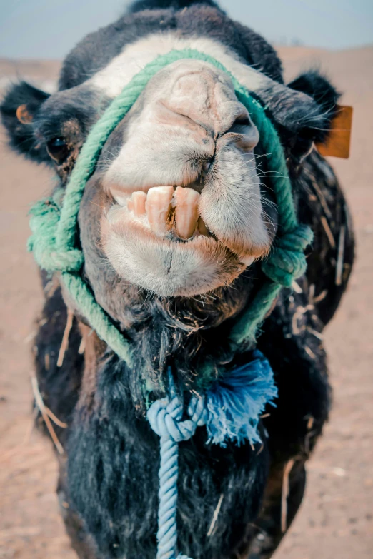 an image of a camel that is smiling