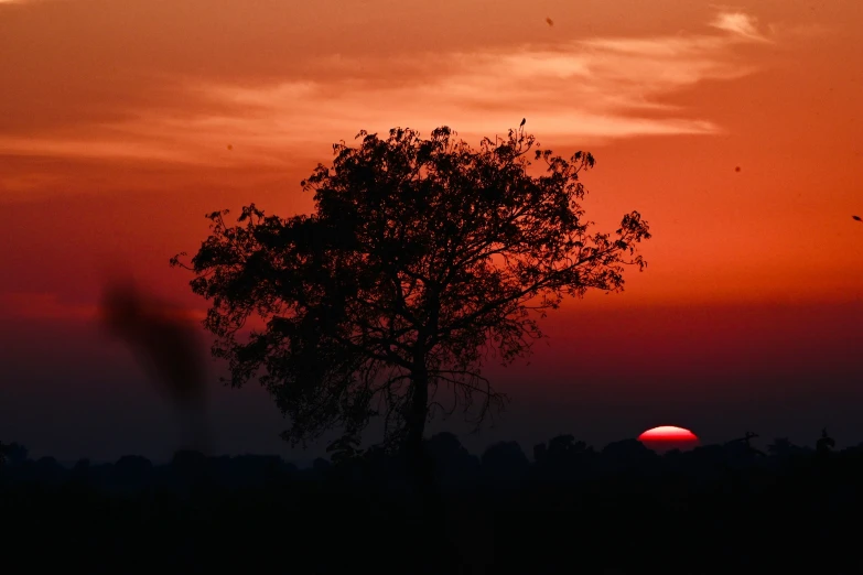 a sun is setting behind a silhouetted tree