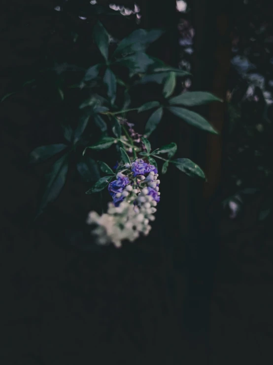 the blooming flowers in front of green leaves are blooming