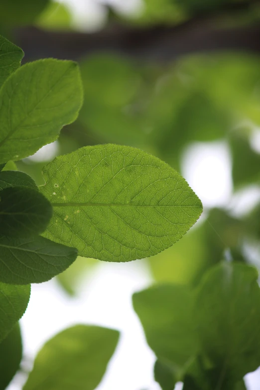 a green leaf covered in sunshine in a park