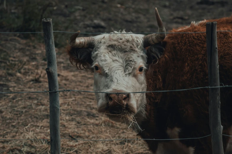 a cow with horns looking at the camera through a fence