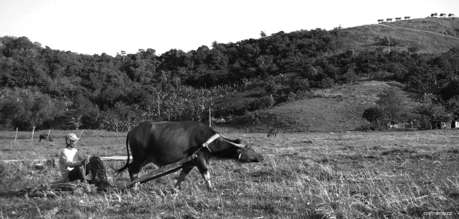 a  watches an older man plowing the field with his cow