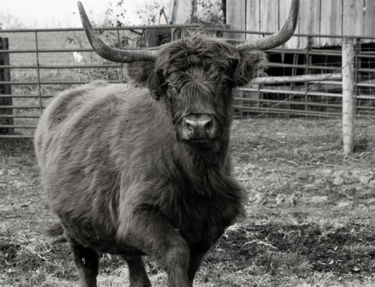 a yak in a fenced - in area, standing up, and looking at the camera