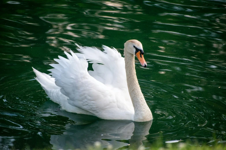 a white swan with a black neck swimming in the water