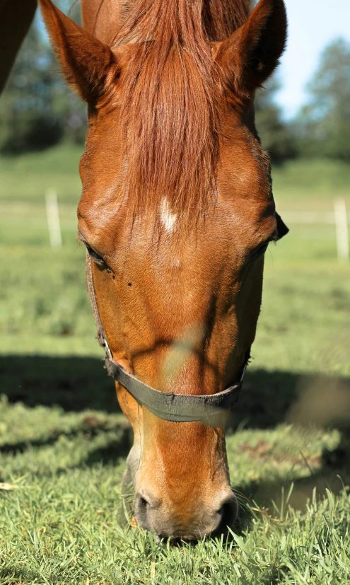 a brown horse eating grass next to a wooden fence