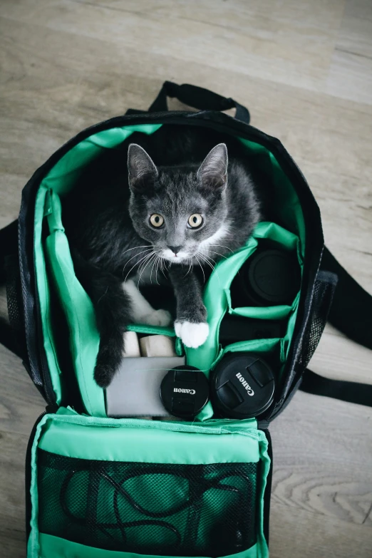 a cat standing in the back pocket of a green backpack